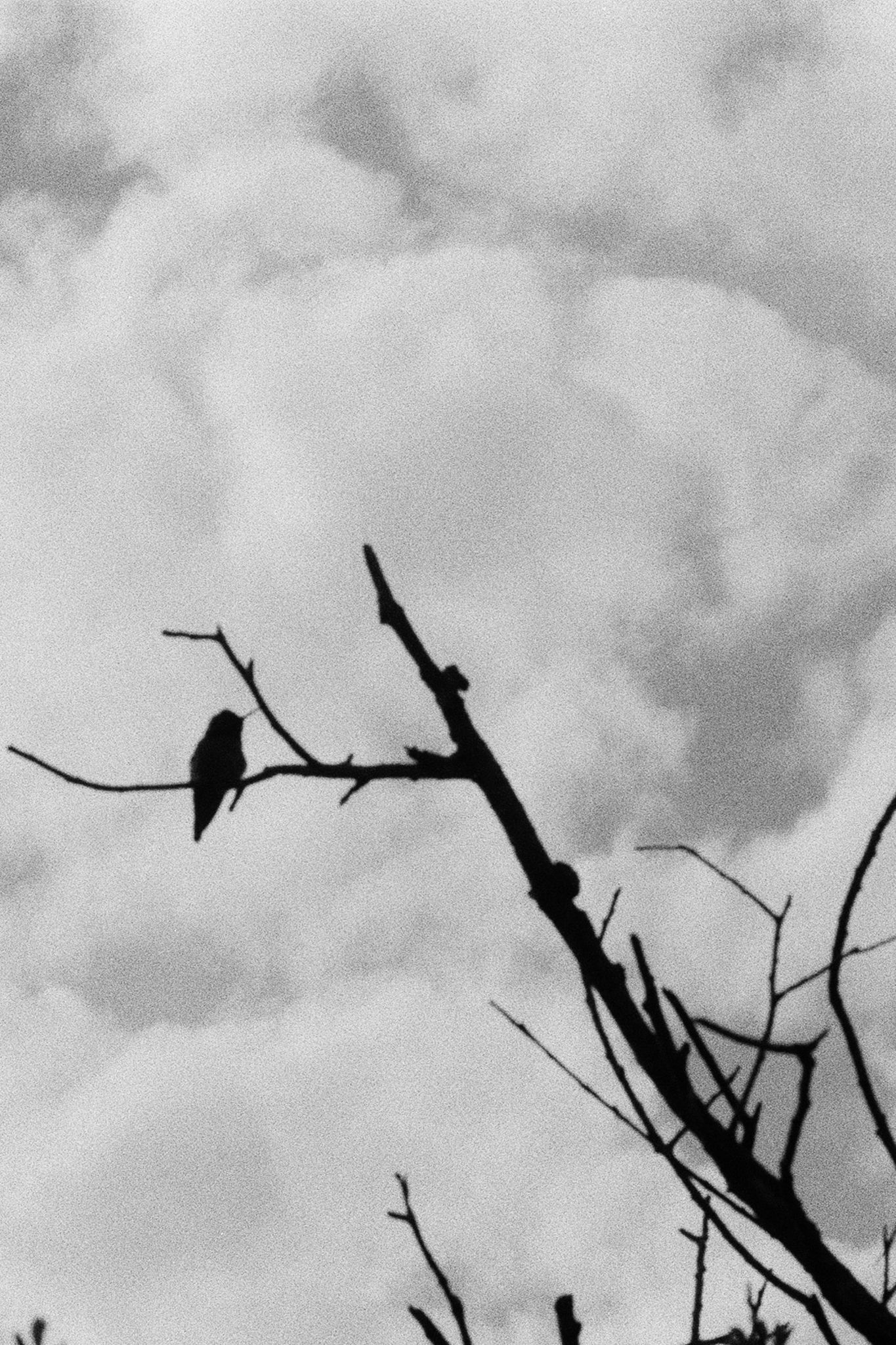 Sorry, I will work on getting alt text implemented. One step at a time.