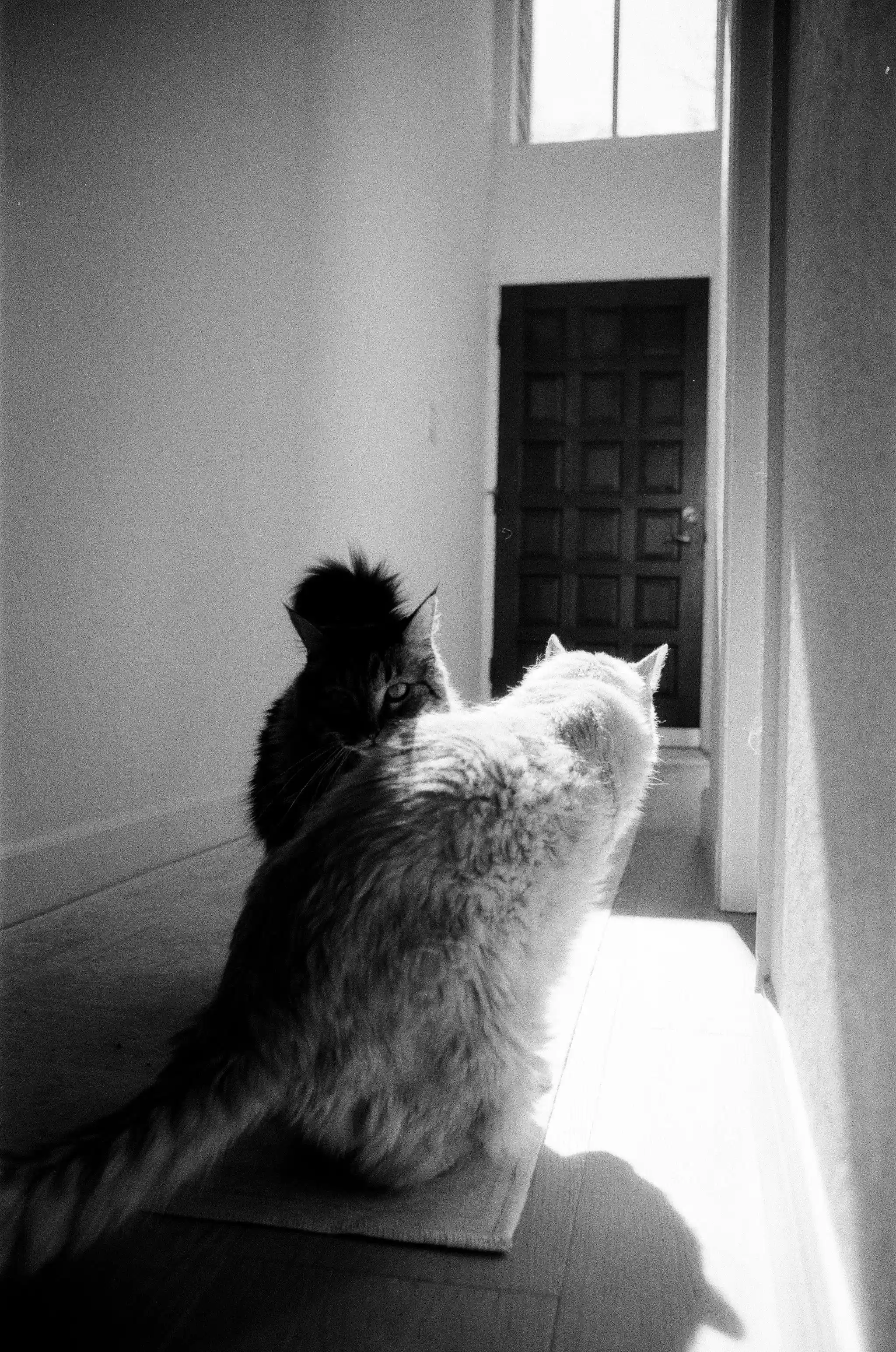 Sorry, I will work on getting alt text implemented. One step at a time.