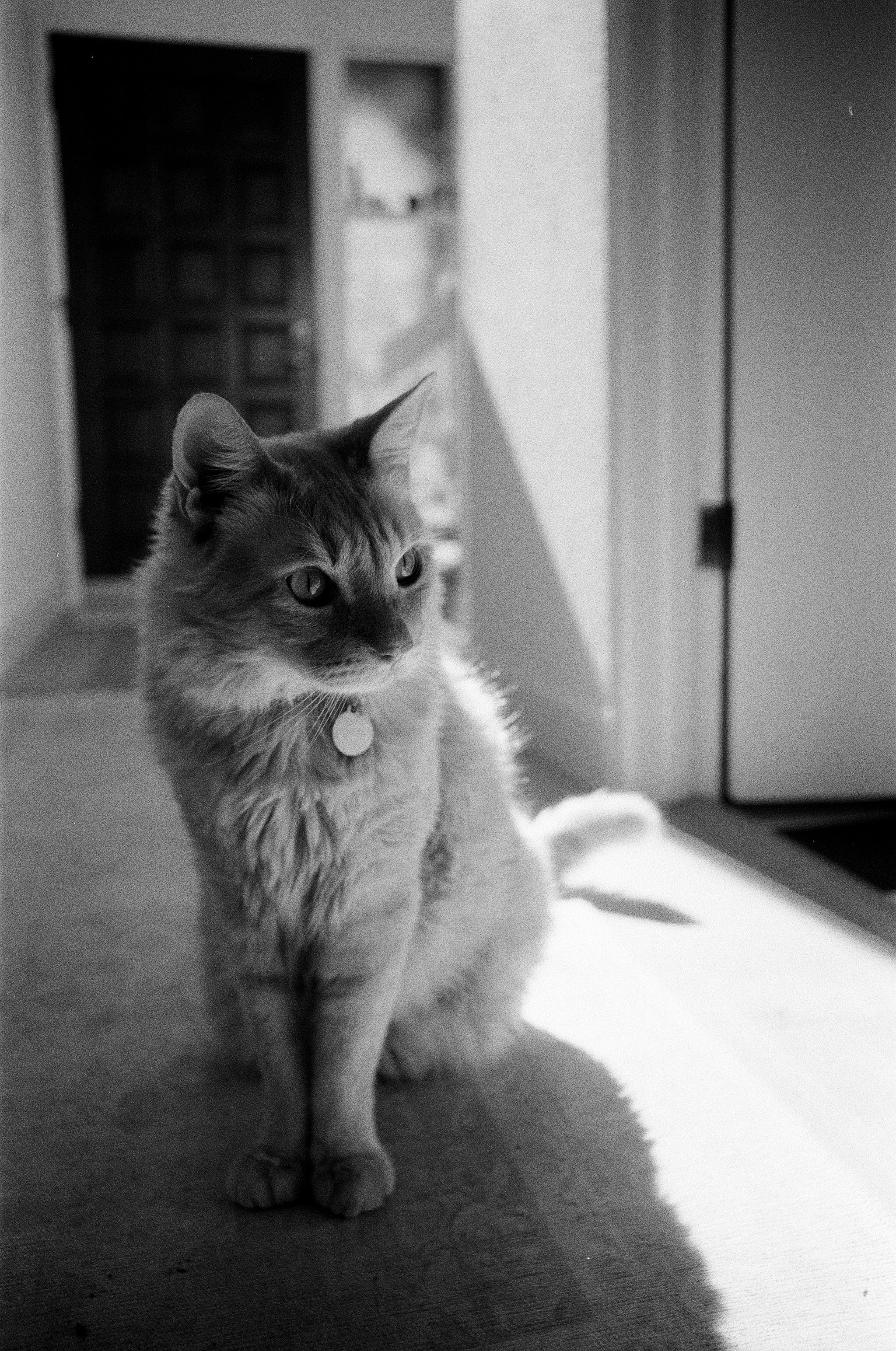 Sorry, I will work on getting alt text implemented. One step at a time.