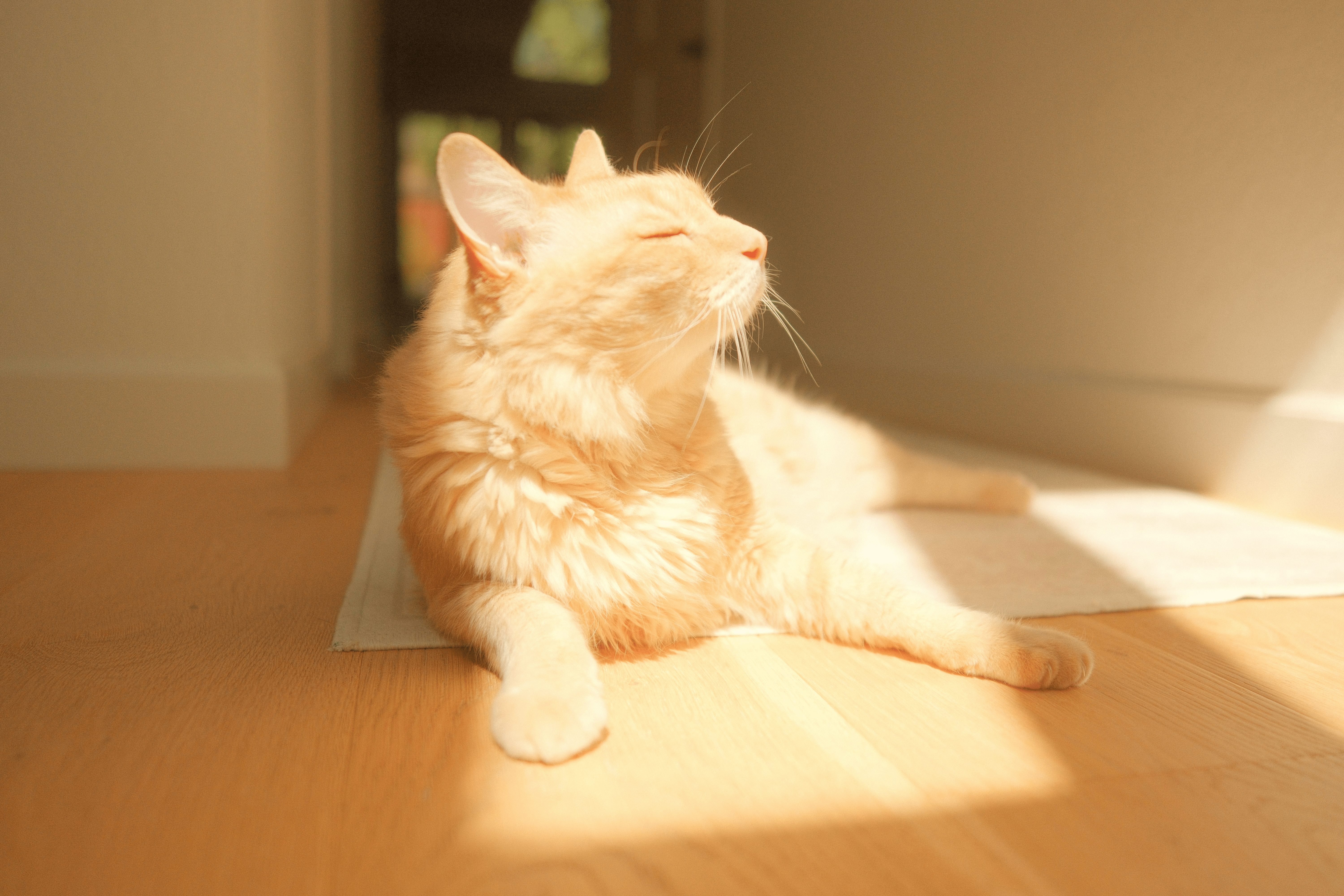 Sorry, I will work on getting alt text implemented. One step at a time.