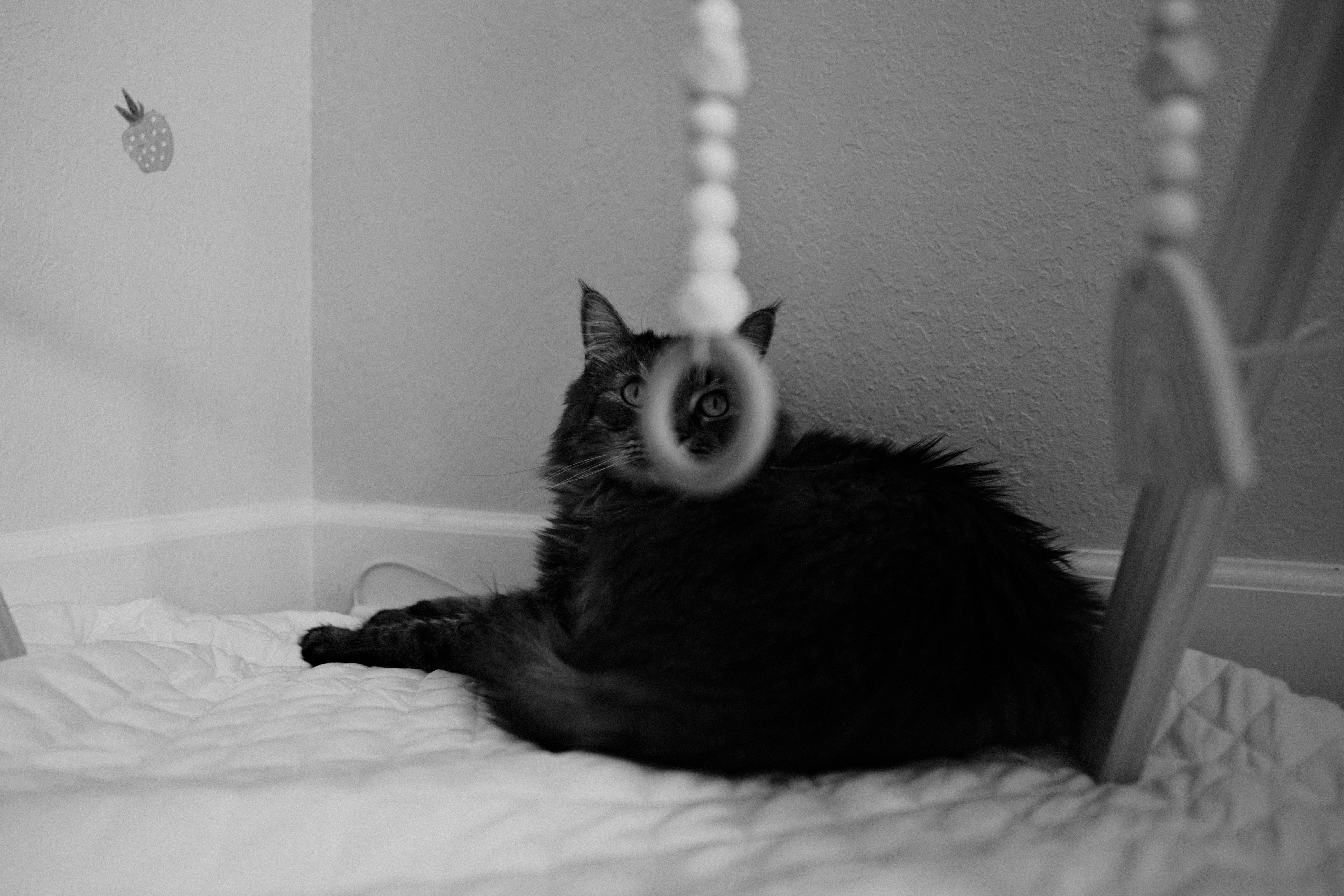 Sorry, I will work on getting alt text implemented. One step at a time.