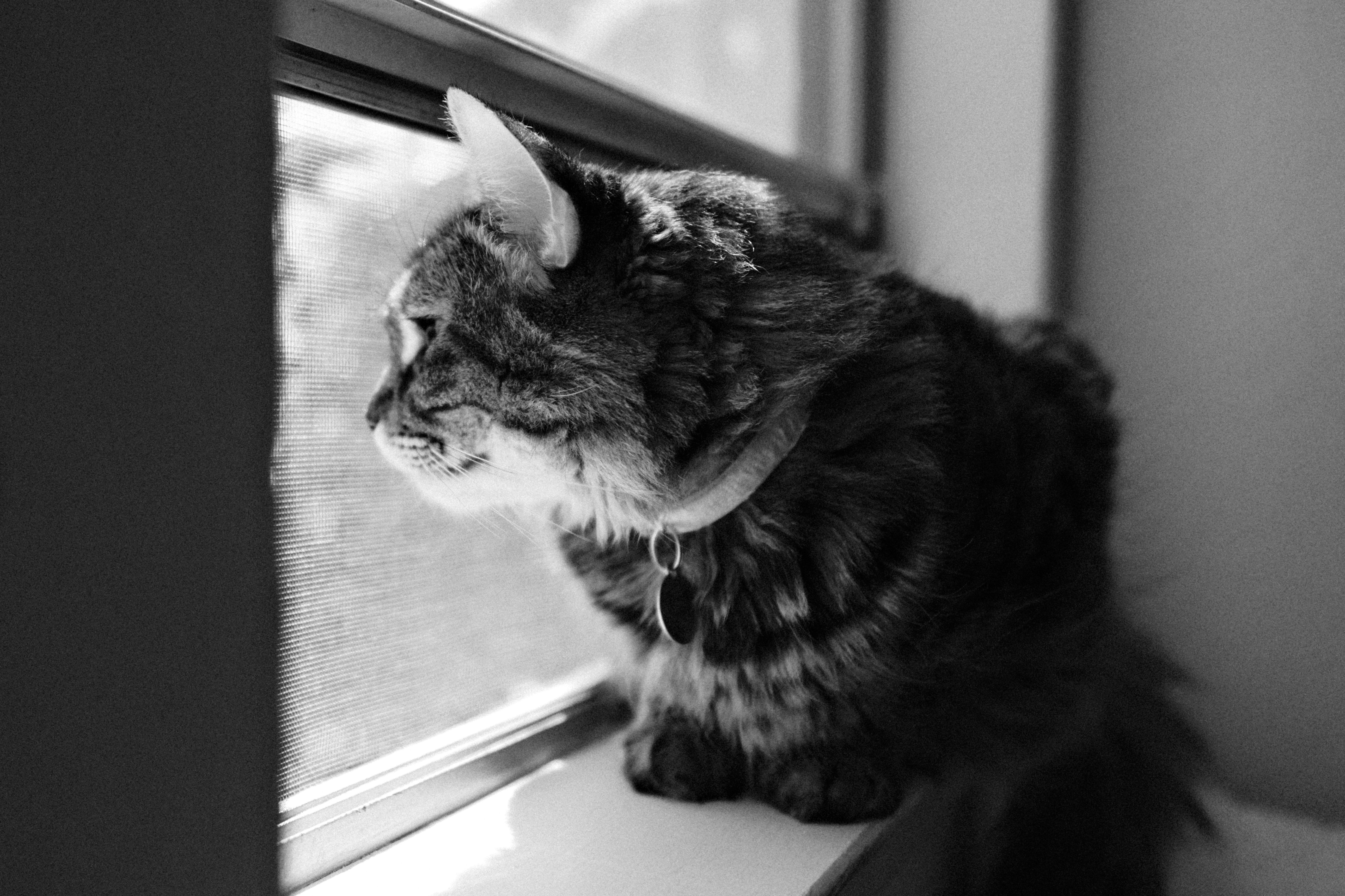 Sorry, I will work on getting alt text implemented. One step at a time.