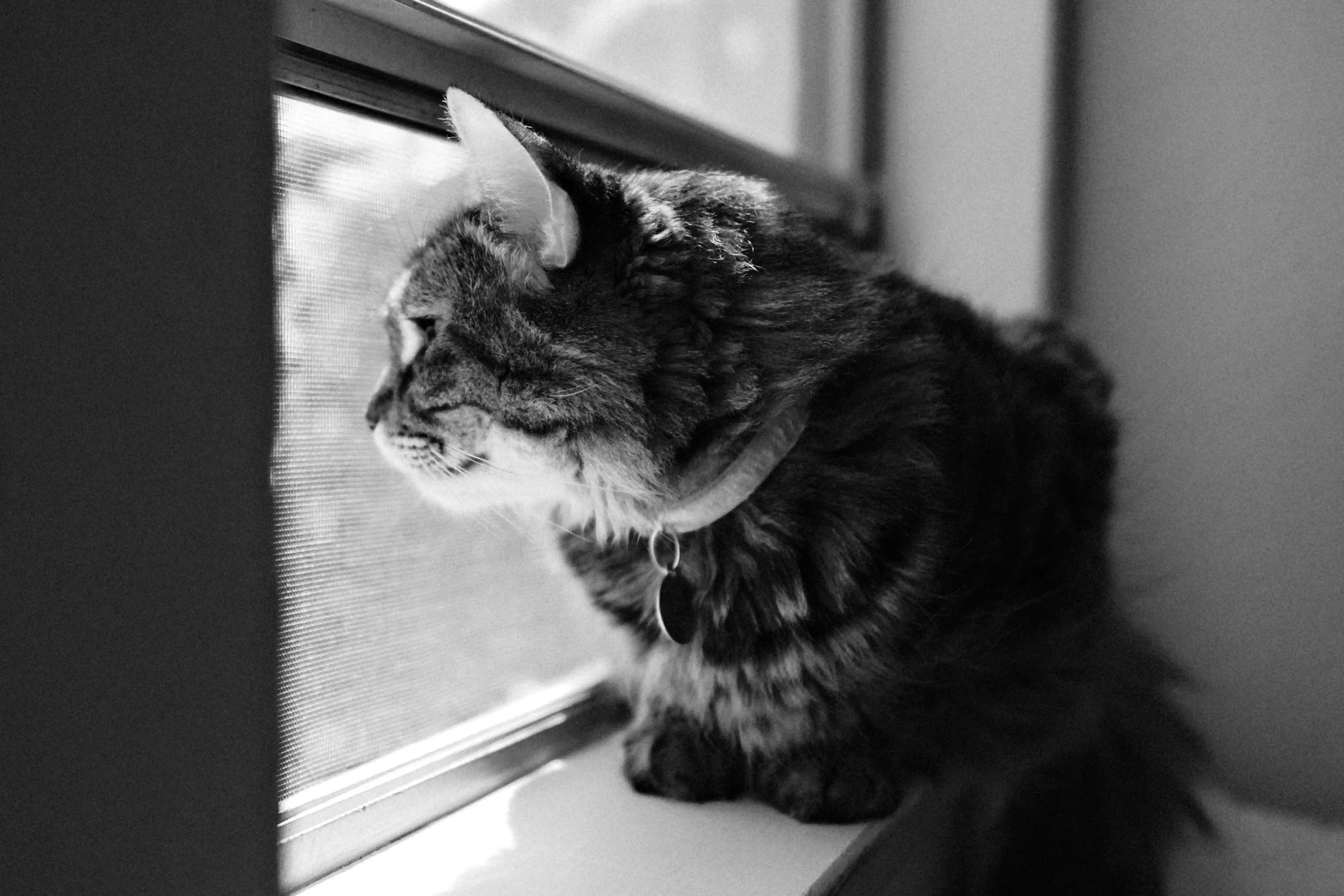 Sorry, I will work on getting alt text implemented. One step at a time.