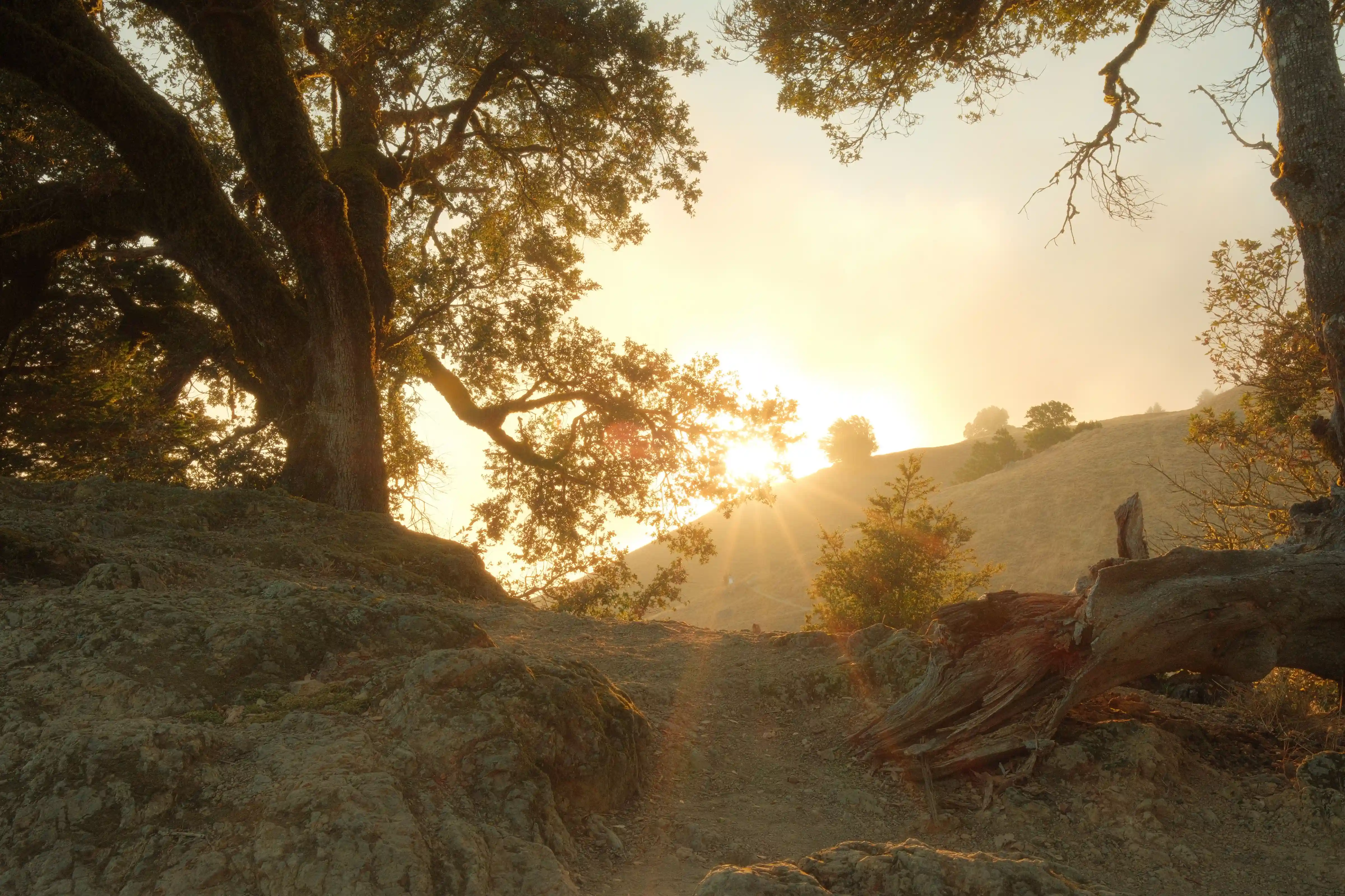 Sorry, I will work on getting alt text implemented. One step at a time.