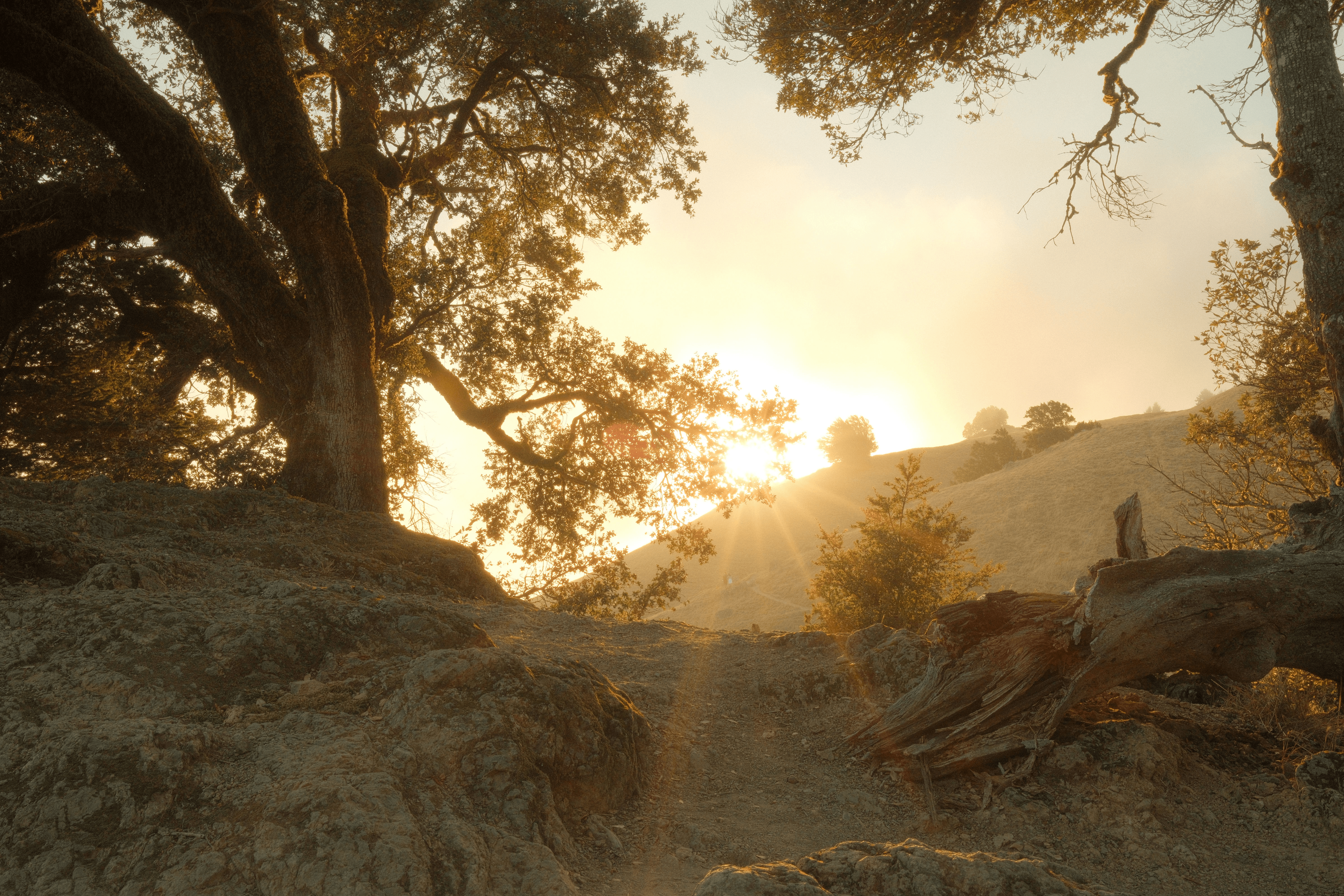 Sorry, I will work on getting alt text implemented. One step at a time.