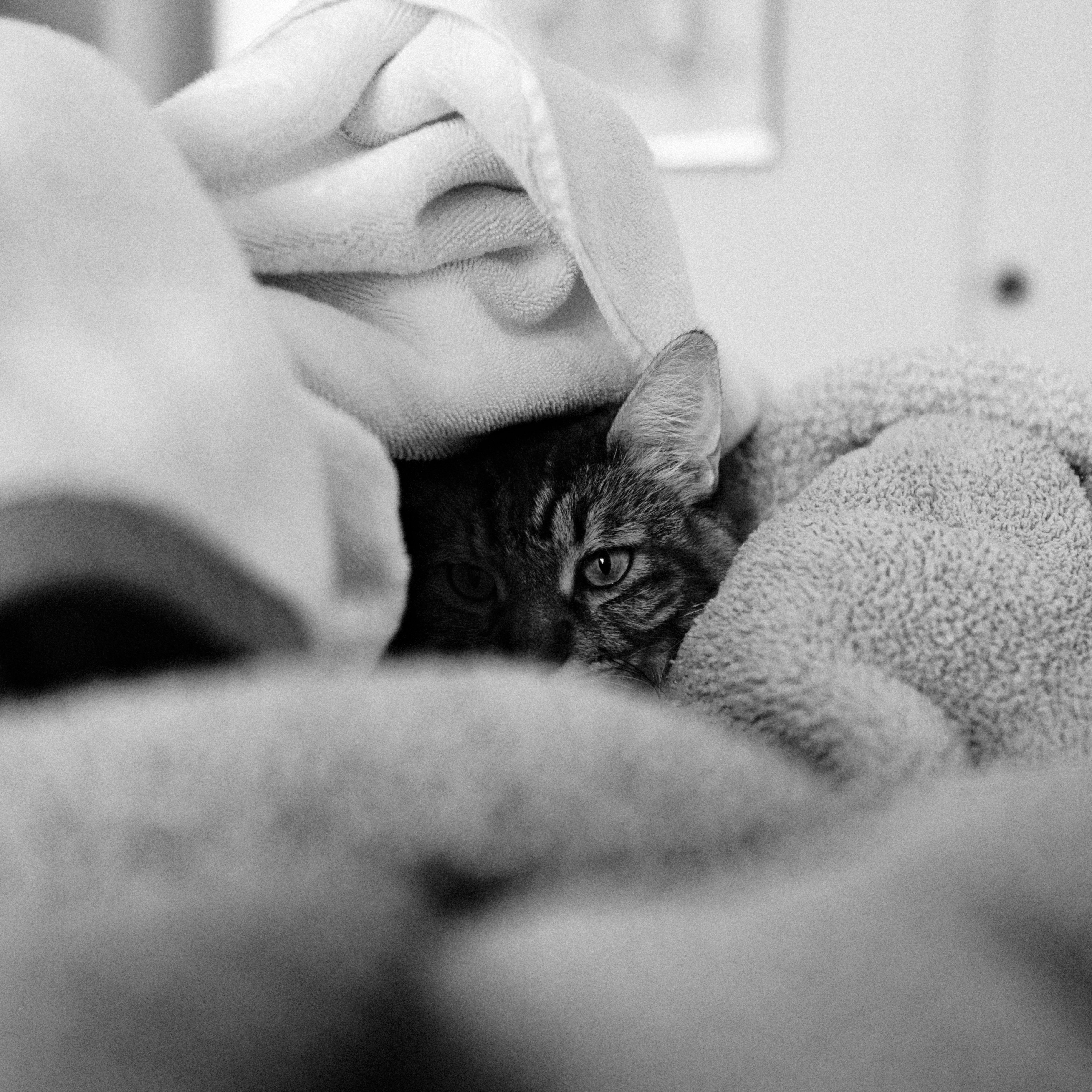 Sorry, I will work on getting alt text implemented. One step at a time.