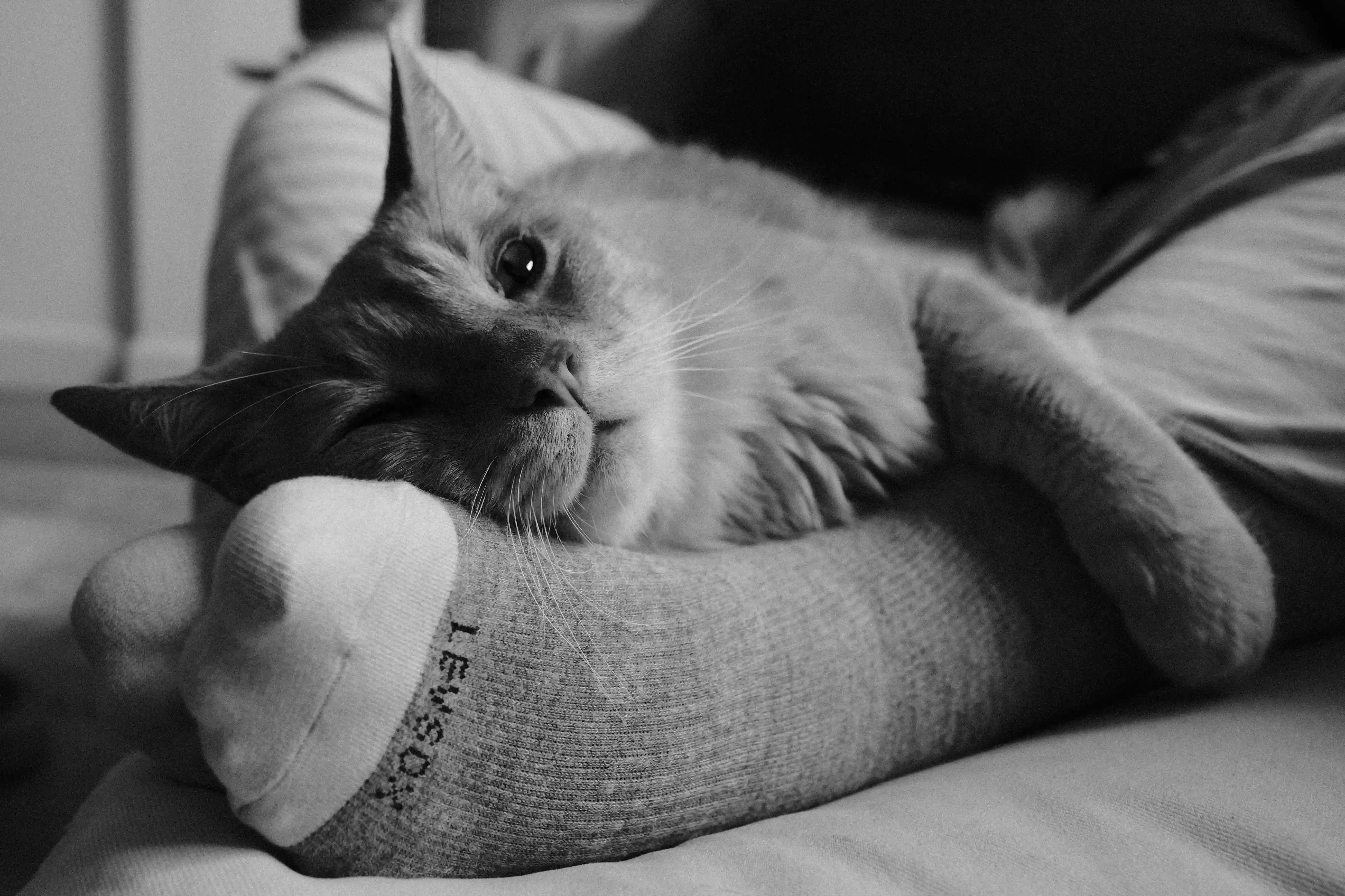 Sorry, I will work on getting alt text implemented. One step at a time.