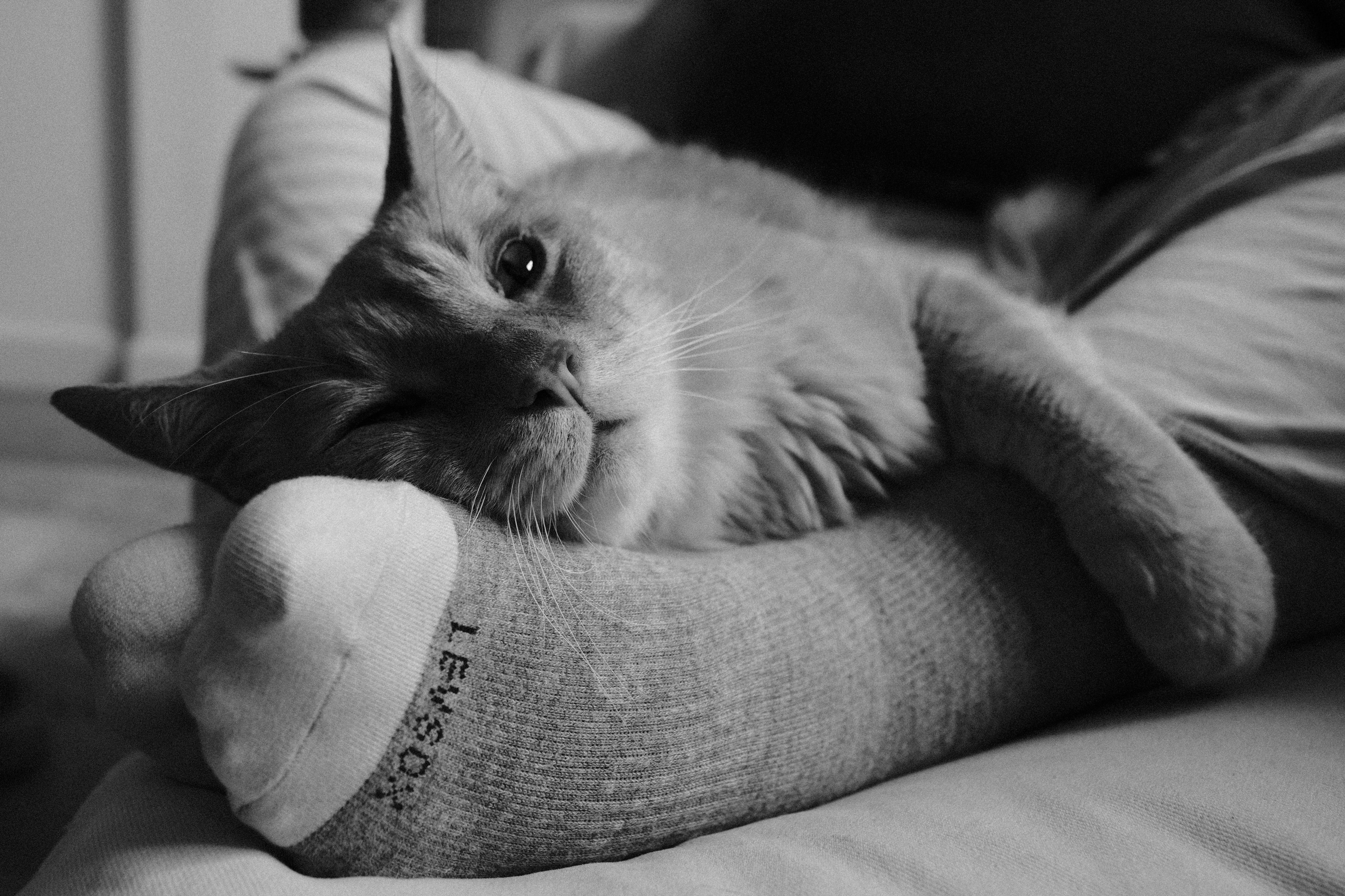 Sorry, I will work on getting alt text implemented. One step at a time.