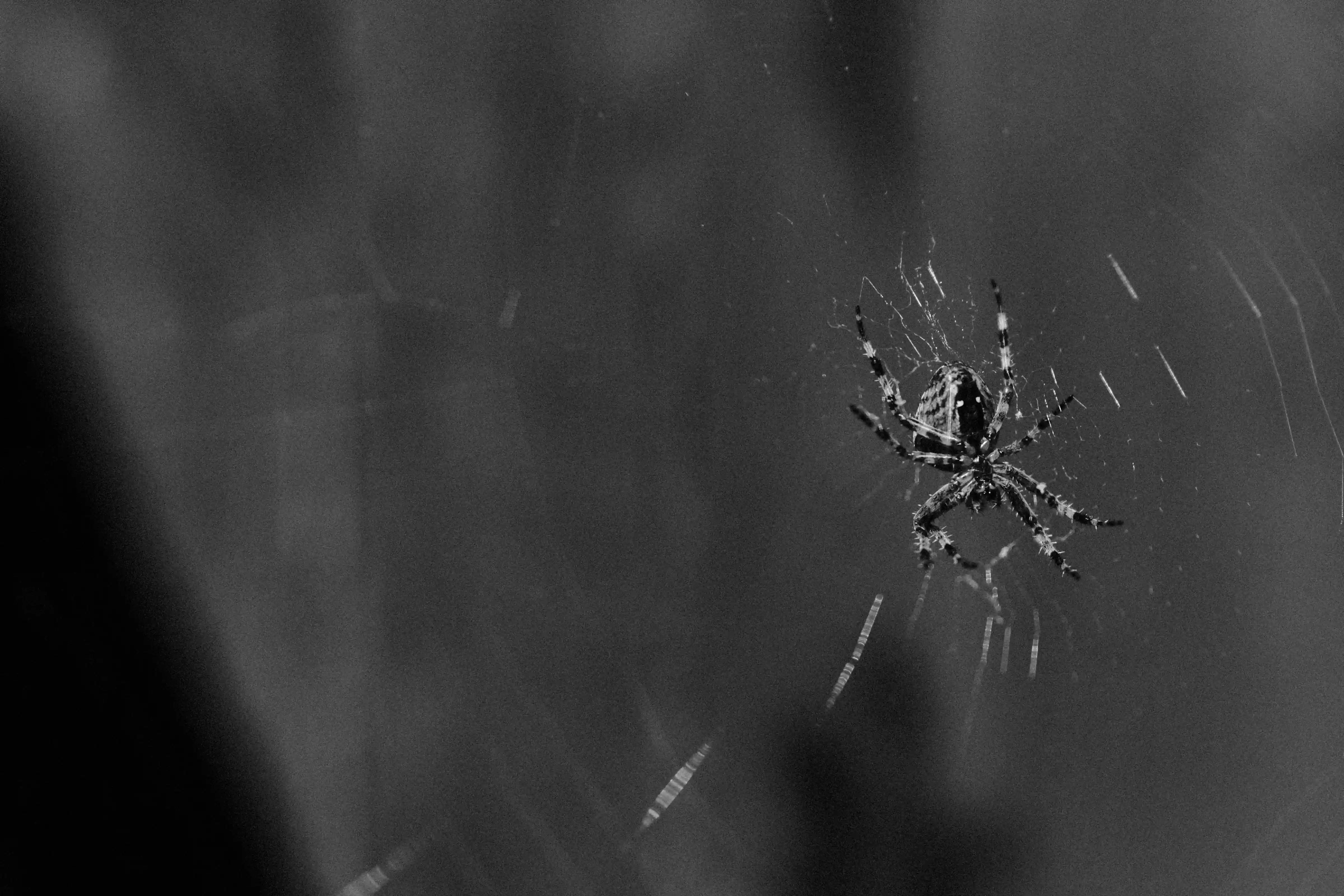 Sorry, I will work on getting alt text implemented. One step at a time.