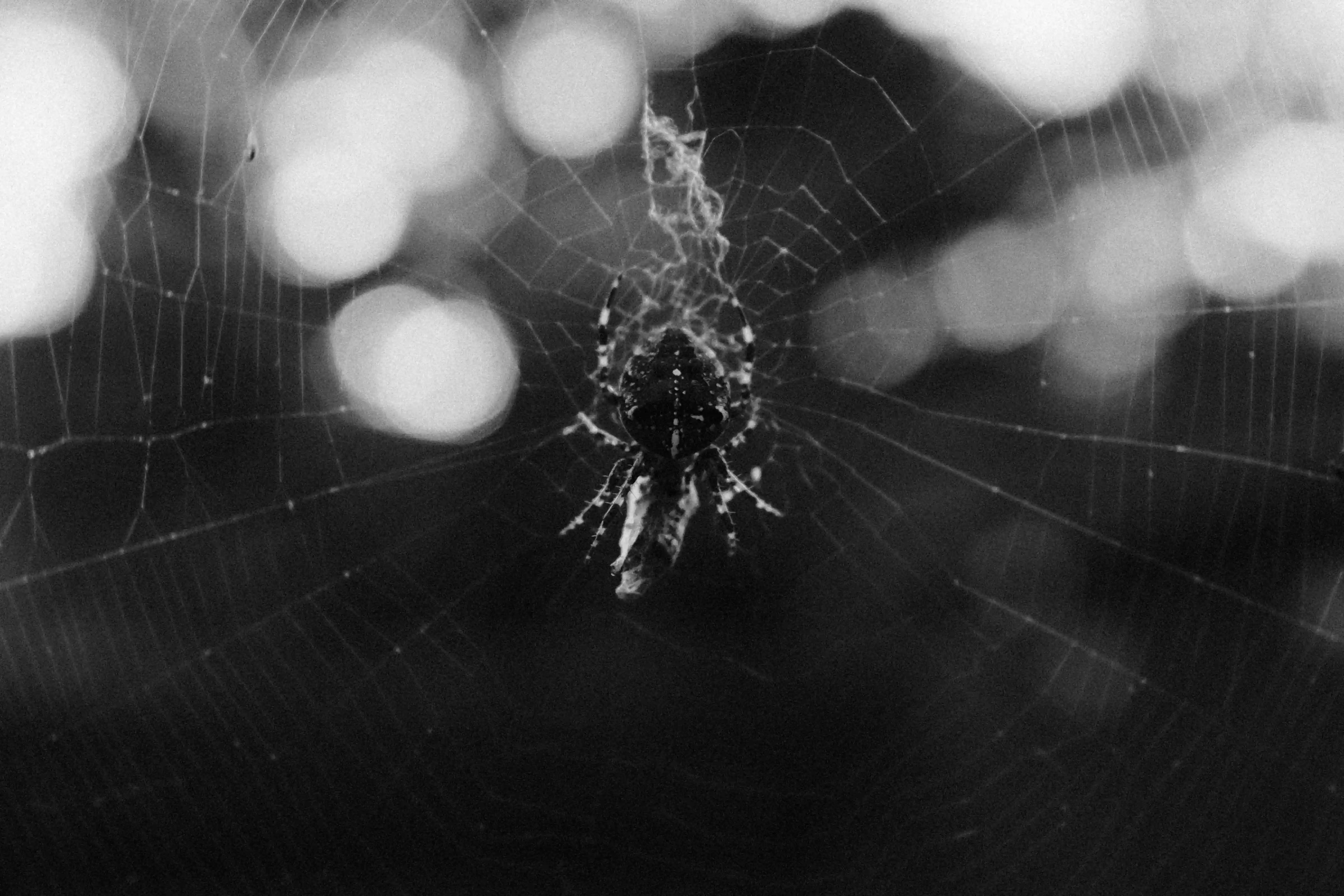 Sorry, I will work on getting alt text implemented. One step at a time.